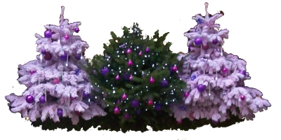 sapin